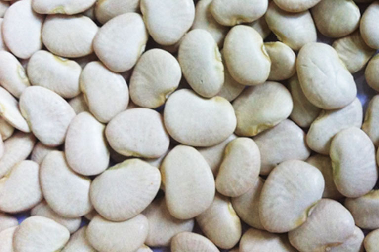 实皆省甘布鲁专区作为冬作物种植的黄油豆已全部完成采收工作