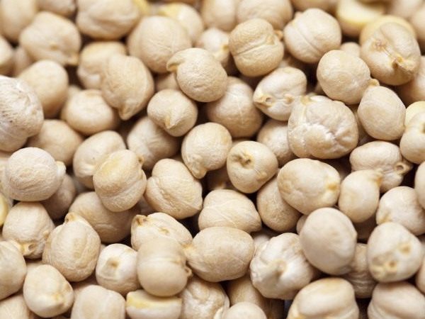 实皆省昌吴县区种植冬鹰嘴豆2.8万多英亩已完成1.6万英亩采收