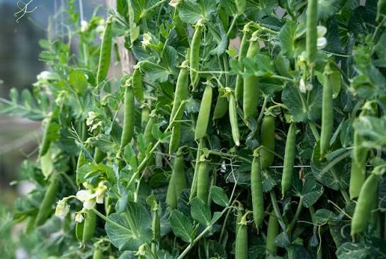 马圭省本漂县区种植的冬作物豌豆3千多英亩已全部完成采收工作