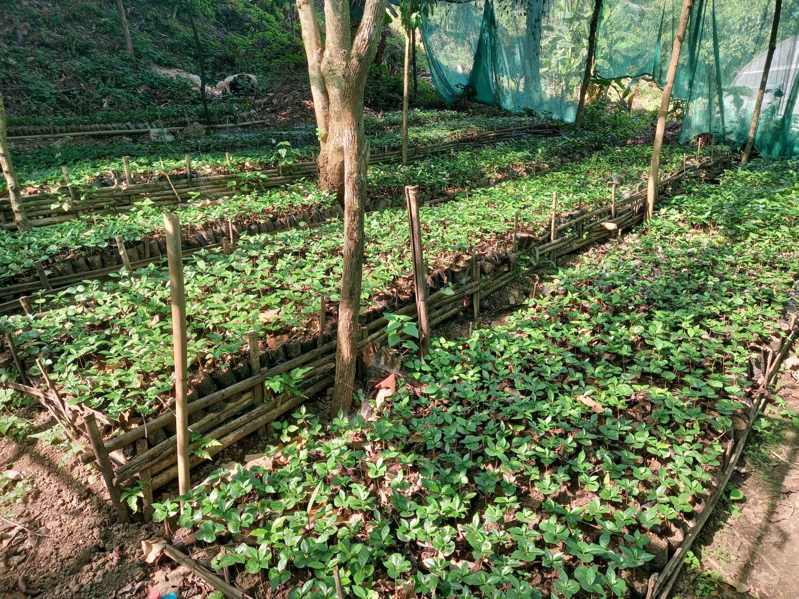 德林达依省丹老县区赞助农民们种植咖啡及可可等经济作物