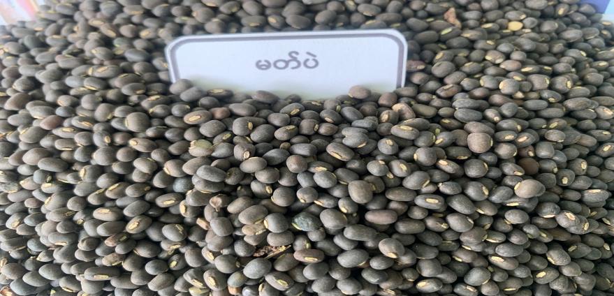 实皆省迪姜县区作为冬作物种植的黑麦豆已全部完成采收工作
