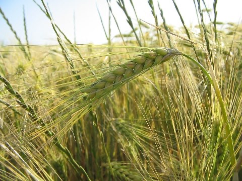 为满足国内需求及增加当地农民们的收入应扩大种植小麦作物(二)