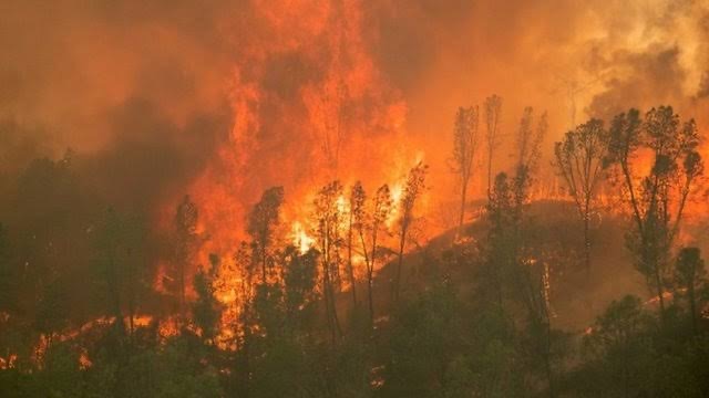 美国加利福利亚州山林大火情况严重迫使1.7万民众迁移安全地区