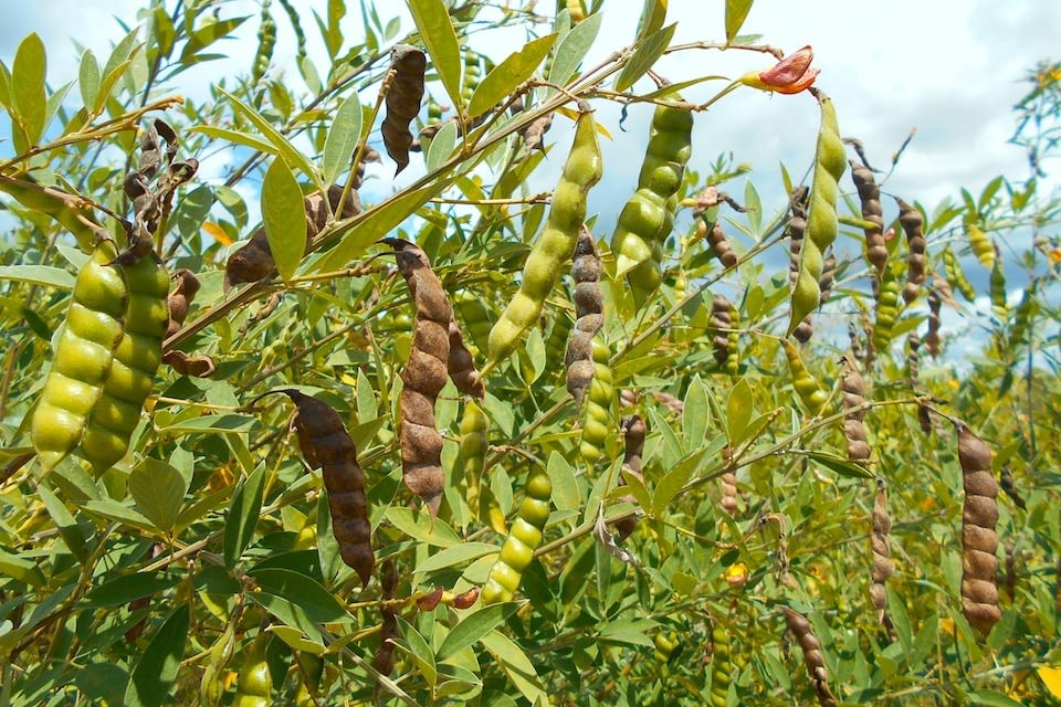 实皆省遵纳县区现雨季期间规划种植的1万多英亩木豆