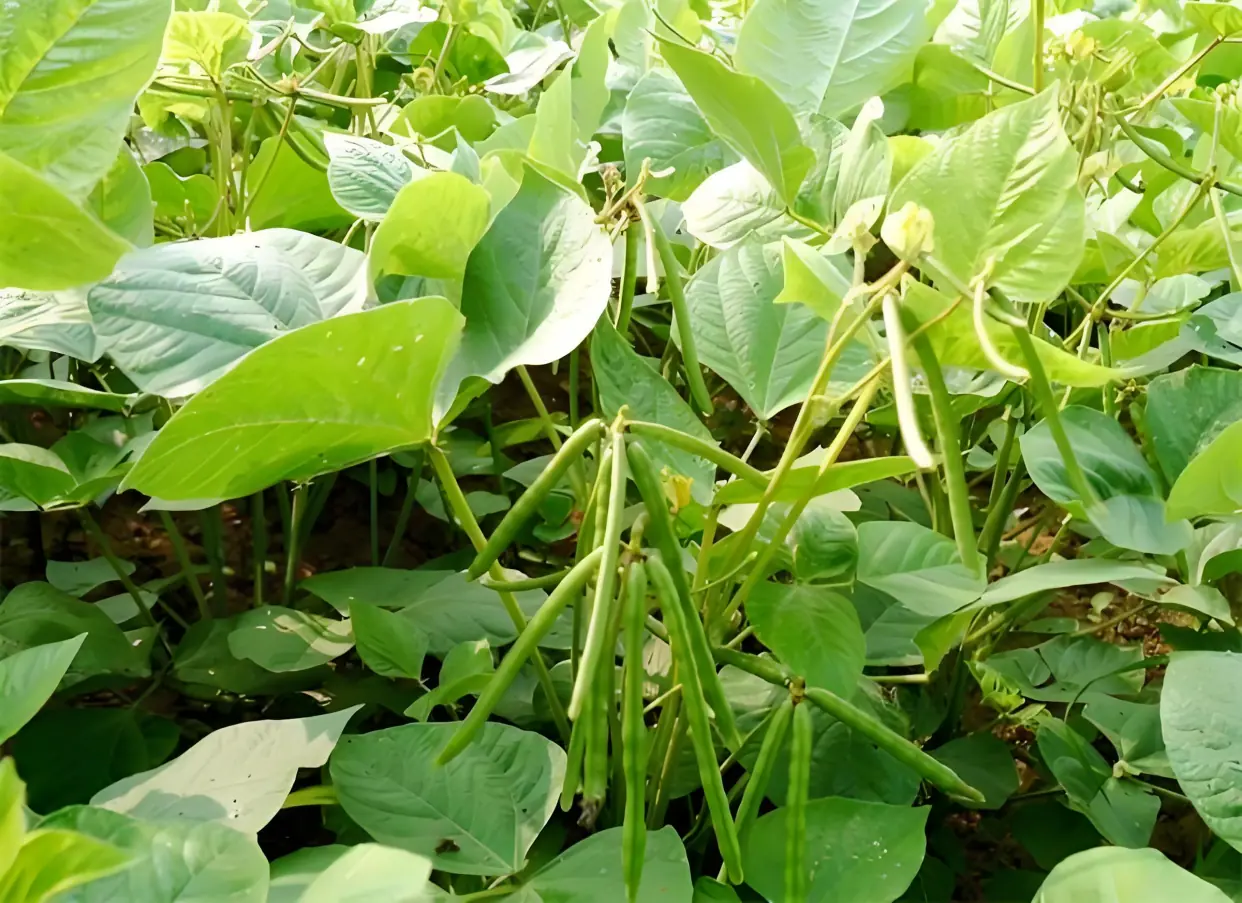 马圭省本漂县区今年雨季已完成雨绿豆6千多英亩的种植工作