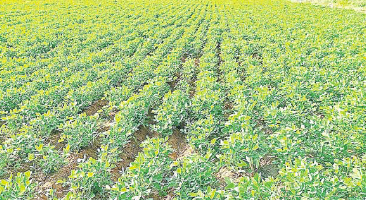 马圭省南卯县区今年雨季规划种植雨花生5.7万多英亩
