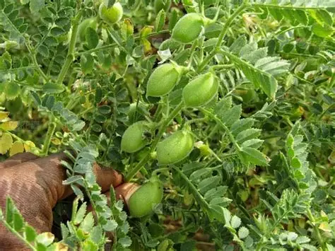 实皆省实皆县区冬季种植的鹰嘴豆作物已全部完成采收工作