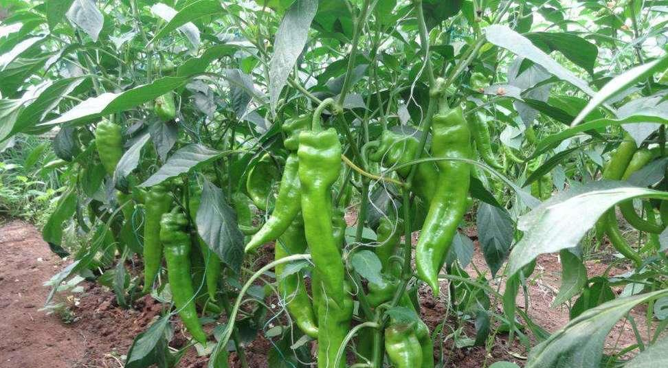 马圭省本漂县区现财政年度雨季将种植辣椒作物500多英亩
