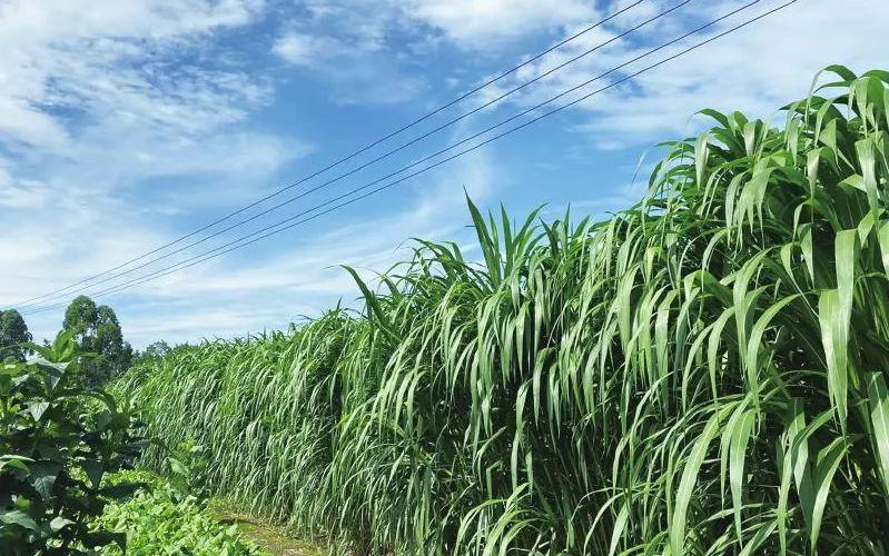 马圭省本漂县区雨季规划种植牧草5千多英亩已种植3千多英亩