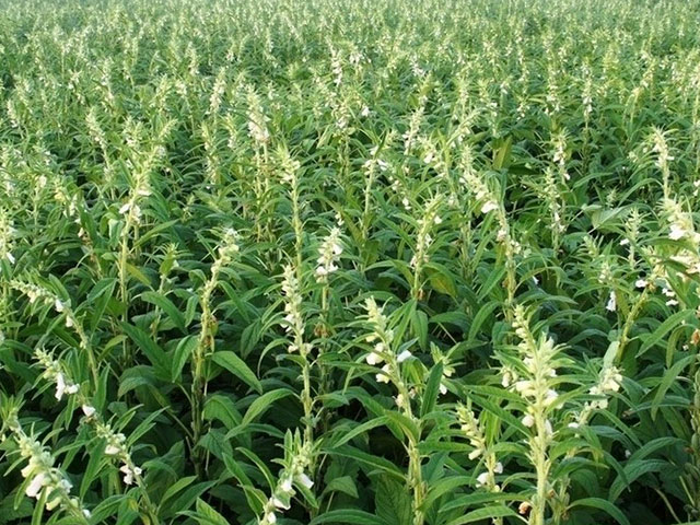 曼德勒省皎勃东县区雨初季节种植的油料作物正在茁壮成长