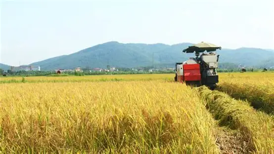 曼德勒省皎栖县区种植的夏季稻已完成1,764英亩的收割工作