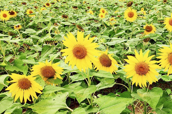 实皆省敏牧县区现财年雨季规划种植雨向日葵2千多英亩