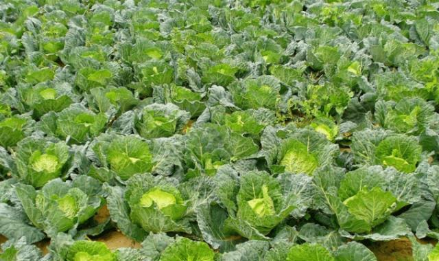 实皆省蒙育瓦县区今年雨季规划种植雨蔬菜9千多英亩