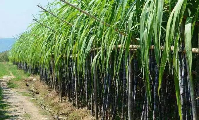 马圭省本漂县区今年雨季已全部完成甘蔗作物的种植工作