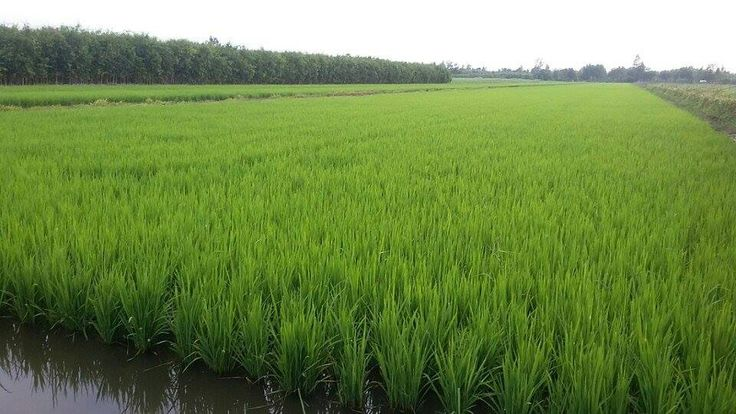 仰光省今年雨季规划种植雨季稻114万多英亩已种植62万多英亩
