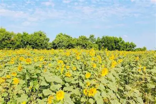 实皆省遵纳县区现财年雨季期期间已种植油料作物花生5千多英亩