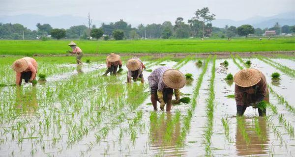 孟邦昌宋县区规划种植雨季稻6.5万多英亩已种5.2万多英亩