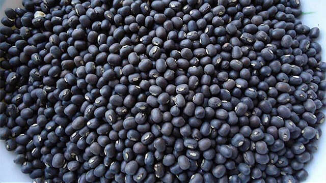 伊洛瓦底省种植生产出来的黑麦豆将由工厂碾制加工出口印度