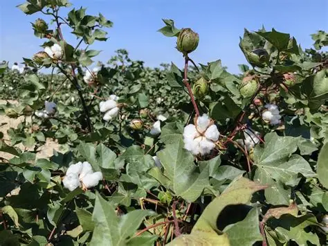 实皆省实皆县区今年雨季规划种植棉花作物1.6万多英亩