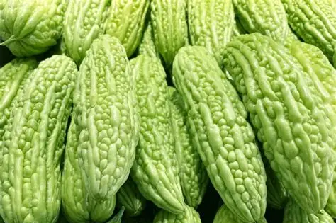 伊洛瓦底省坚景县区当地种植生产出来的苦瓜需求量大销路良好