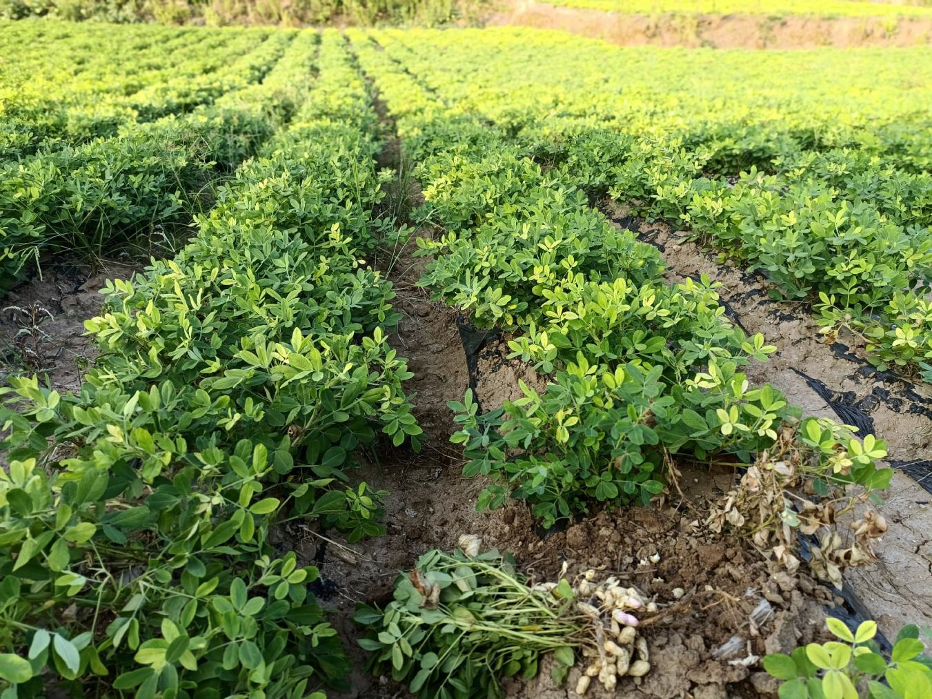 实皆省阿亚多县区作为雨作物今年规划种植雨花生1.6万多英亩