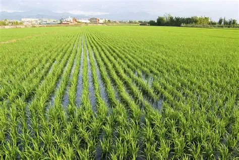 伊洛瓦底省渺弥亚专区今年雨季已种植34多万英亩雨季稻