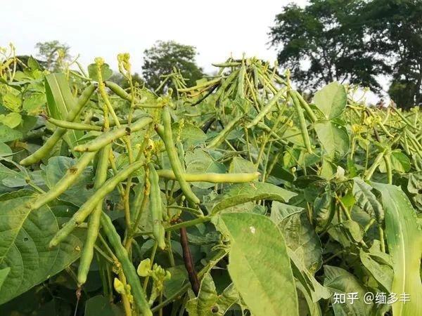 实皆省耶乌县区今年雨作物种植季节期间规划种植1千多英亩绿豆