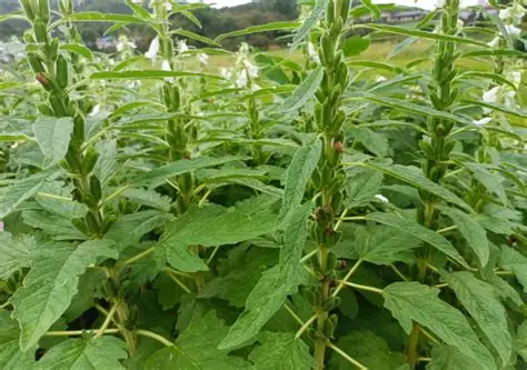 实皆省格礼瓦县区今年雨季规划种植雨芝麻1千多英亩