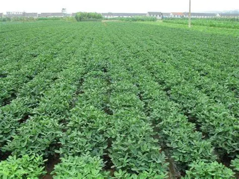 马圭省额别县区雨季规划种植油料作物花生679英亩已种590英亩