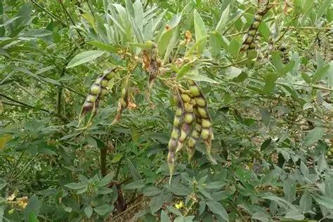 实皆省茵马宾专区今年雨作物种植季节规划种植8万多英亩木豆