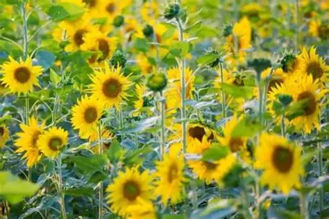 马圭省额别县区规划种植雨向日葵460英亩已完成种植360多英亩