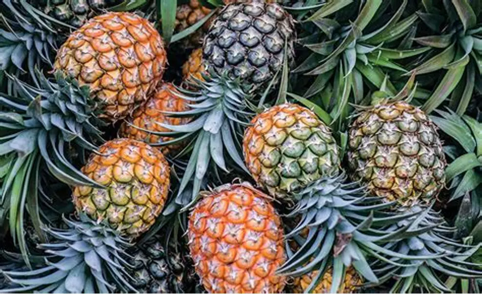 伊洛瓦底省姜贡县种植生产出来的凤梨水果购买者众多销路良好
