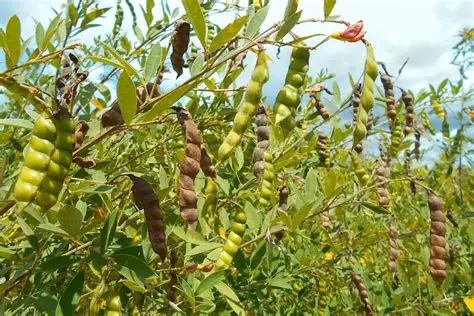 实皆省布达林县区雨季规划种植木豆3万多英亩已种2万多英亩