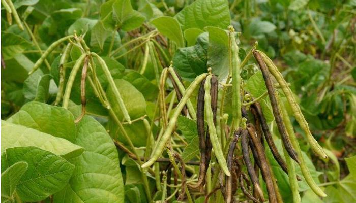 实皆省阿亚多县区规划种植雨绿豆1.2万多英亩已种3千多英亩