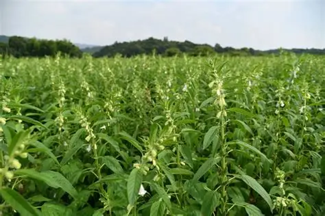 实皆省阿亚多县区今年规划种植雨芝麻4万多英亩已种9千多英亩