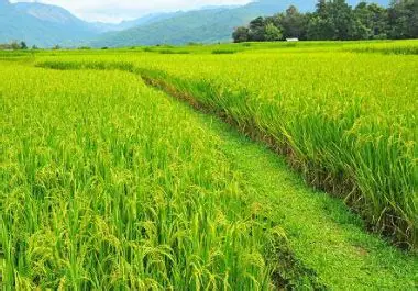 实皆省遵纳县区规划种植雨季稻3.5万多英亩已种植近3.2万英亩