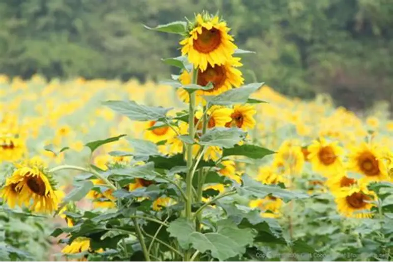 马圭省本漂县区现财年冬季期间规划种植冬向日葵1.5万多英亩