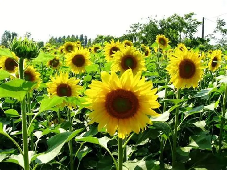 实皆省实皆专区雨季规划种植向日葵近1.5万英亩已种5千多英亩