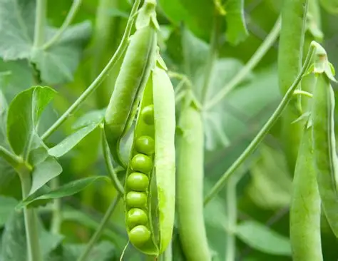 马圭省本漂县区今年冬作物种植季节期间规划种植豌豆3千多英亩
