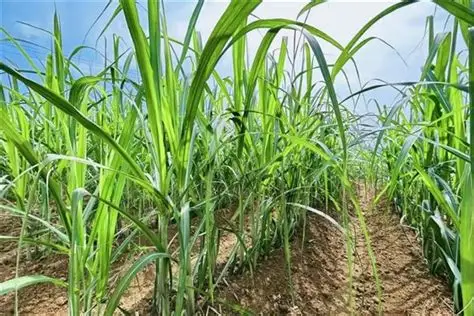 伊洛瓦底省瓦溪码县区已完成今年雨作物的全部种植工作