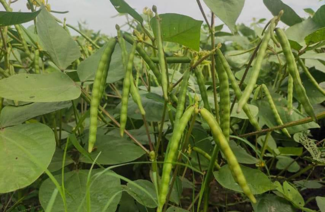 实皆省委勒县区规划种植雨绿豆3.8万多英亩已种植2.1万多英亩