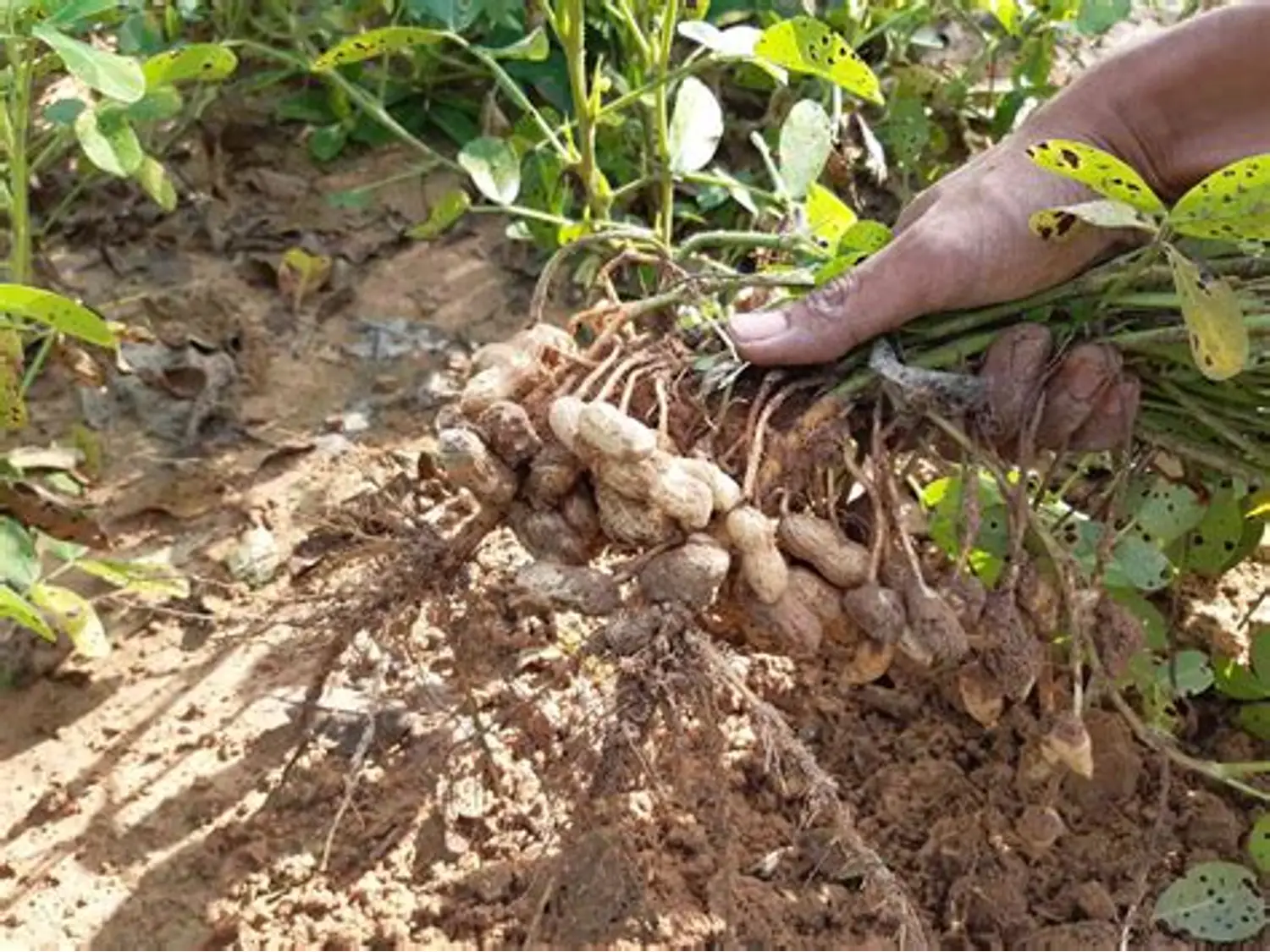 马圭省额别县区雨季规划种植油料作物花生679英亩已种667英亩