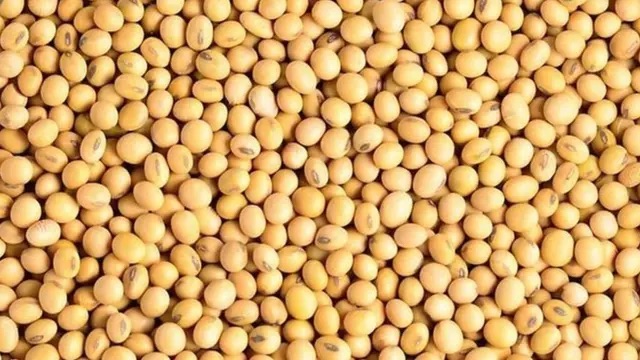 扩大种植大豆作物满足食用油与蛋白质的需求
