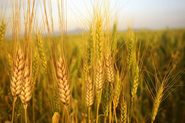 实皆省实皆县区冬作物种植季节期间将规划种植3万多英亩小麦