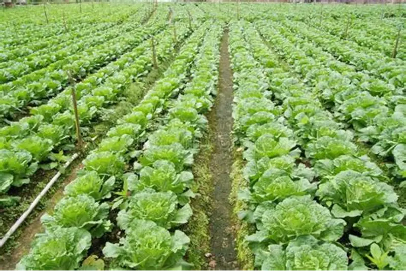 实皆省沙林基县区今年冬将季规划种植5千多英亩蔬菜作物