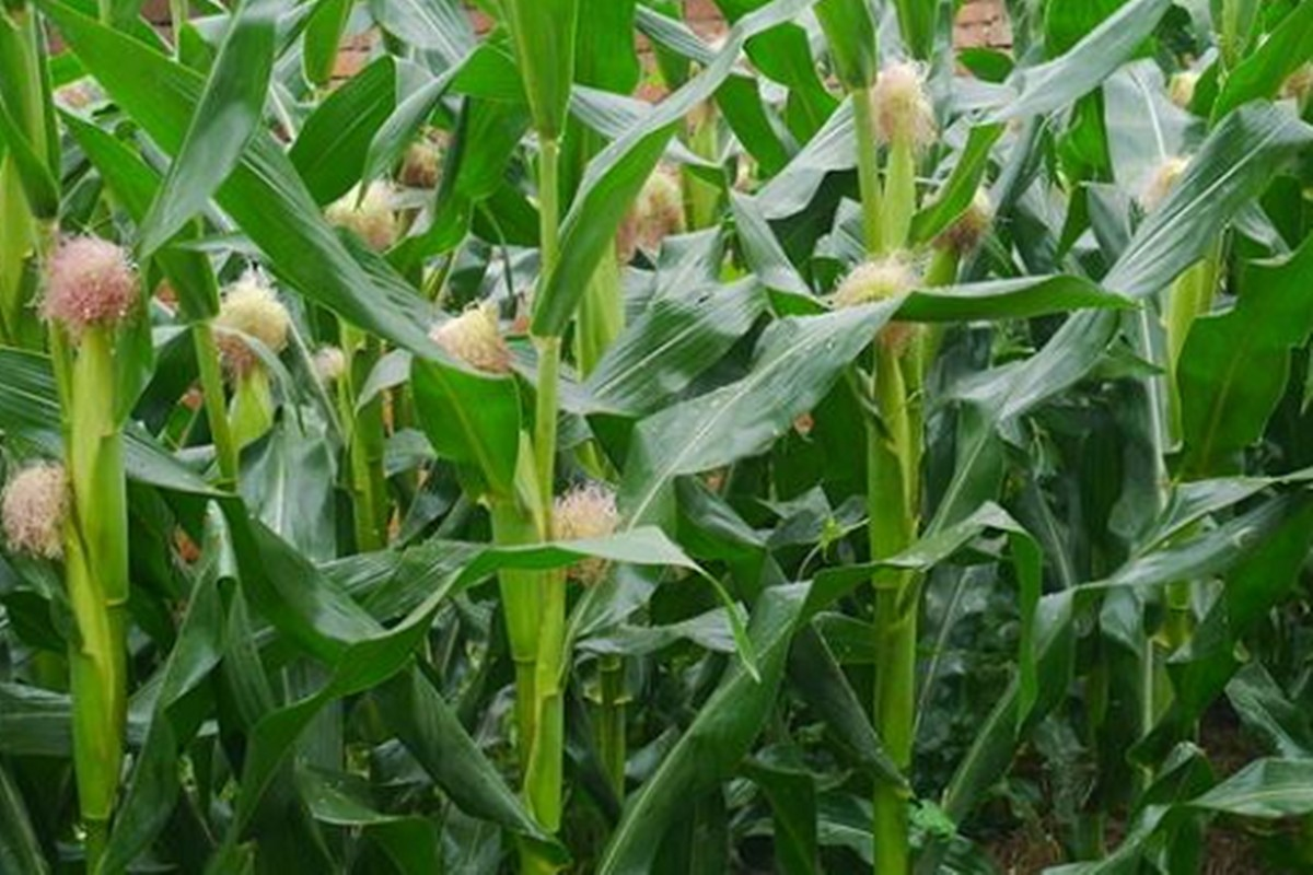 实皆省甘布鲁县区现财年冬季将规划种植玉米玉蜀黍5千多英亩