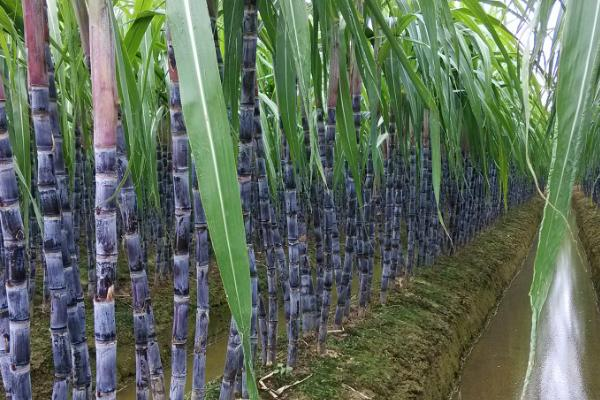 实皆省甘布鲁县区今年雨季已种植各种雨作物50万多英亩