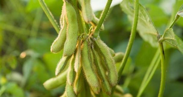 勃固省岱乌县区现财年冬季规划种植油料作物大豆3千多英亩