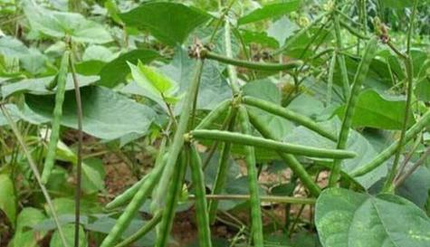 实皆省苗县区规划种植雨绿豆作物1.7万多英亩已种1.4万多英亩