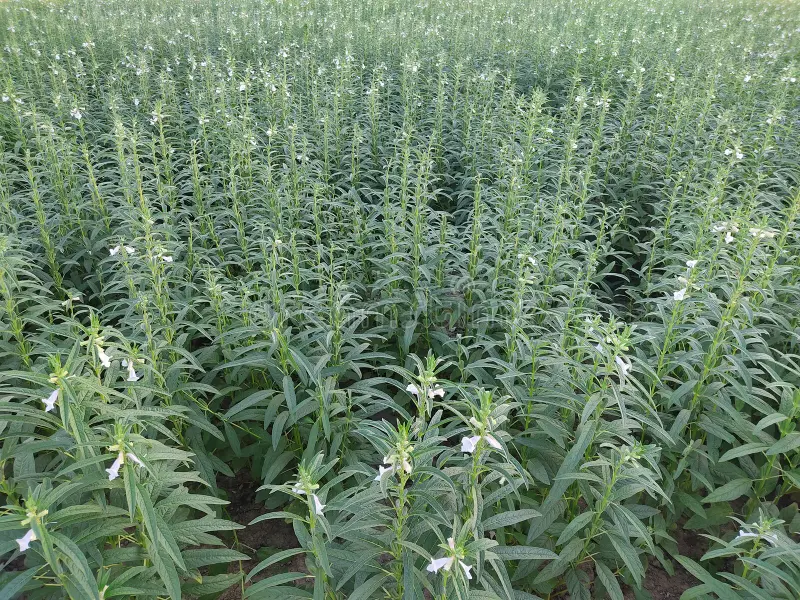 实皆省茵马宾专区现财年冬季规划种植冬芝麻作物1.3多万英亩